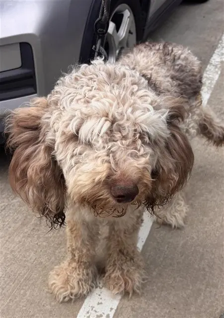 Adoptable Dog