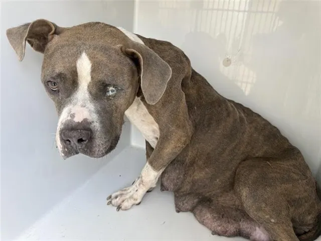 Adoptable Dog