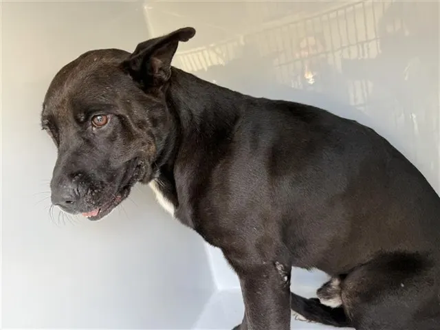 Adoptable Dog