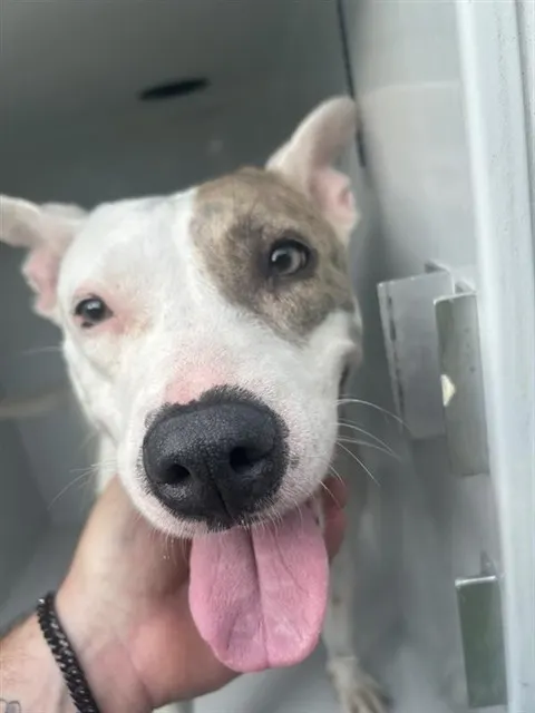 Adoptable Dog