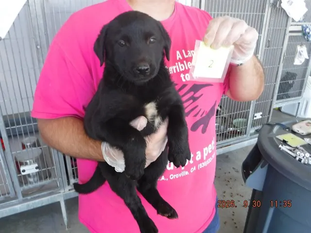 Adoptable Dog