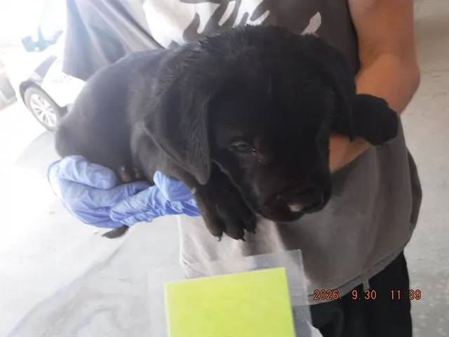 Adoptable Dog