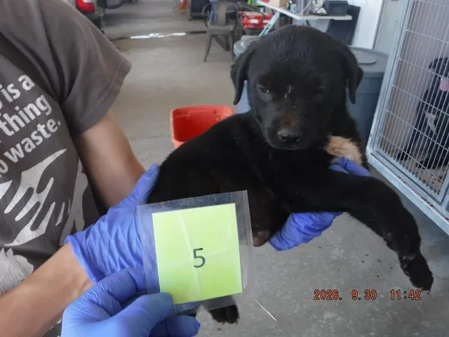 Adoptable Dog