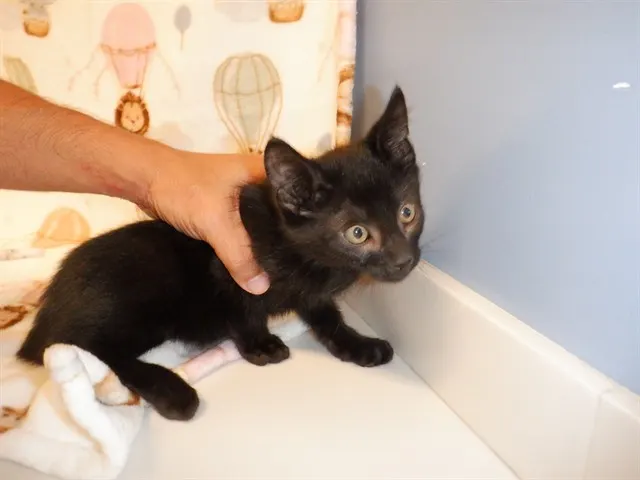 Oscar