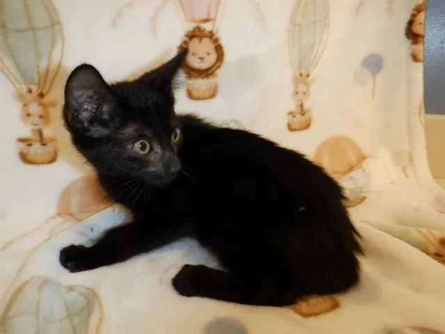 Emmy