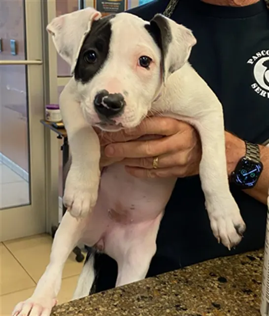 Delilah