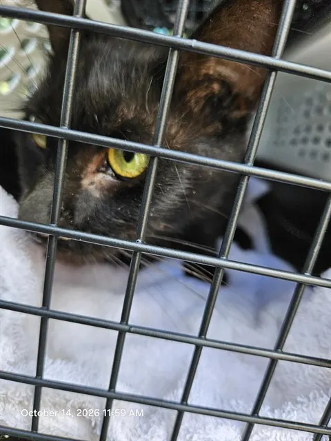 Adoptable Cat