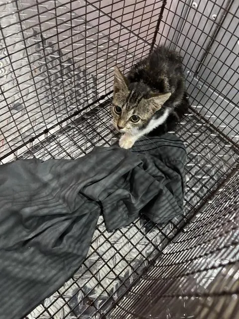 Adoptable Cat