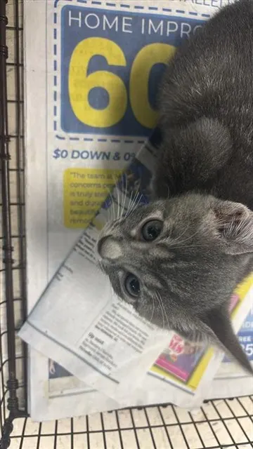 Adoptable Cat