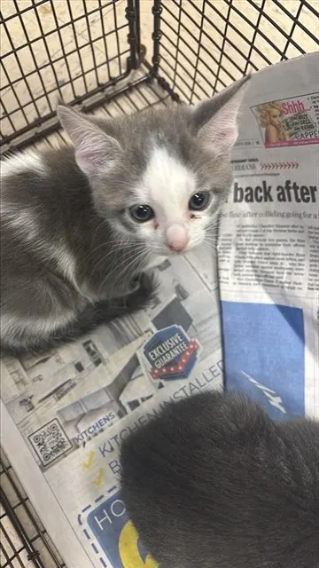 Adoptable Cat
