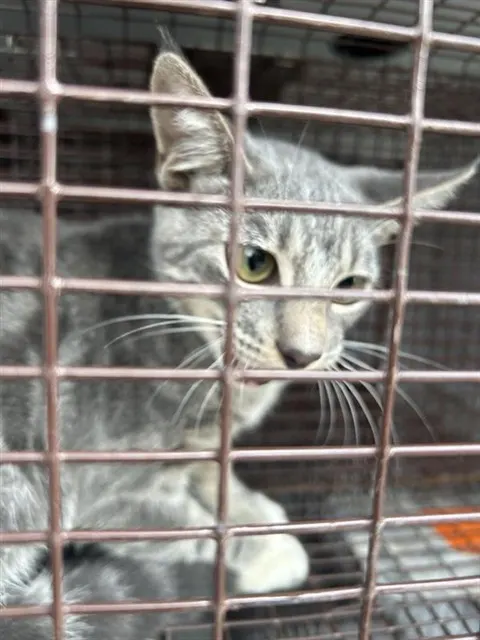 Adoptable Cat