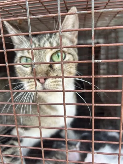 Adoptable Cat