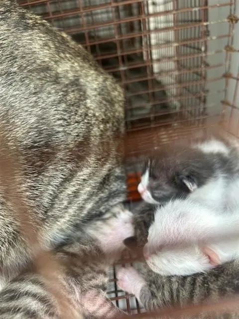 Adoptable Cat