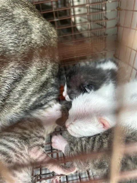 Adoptable Cat