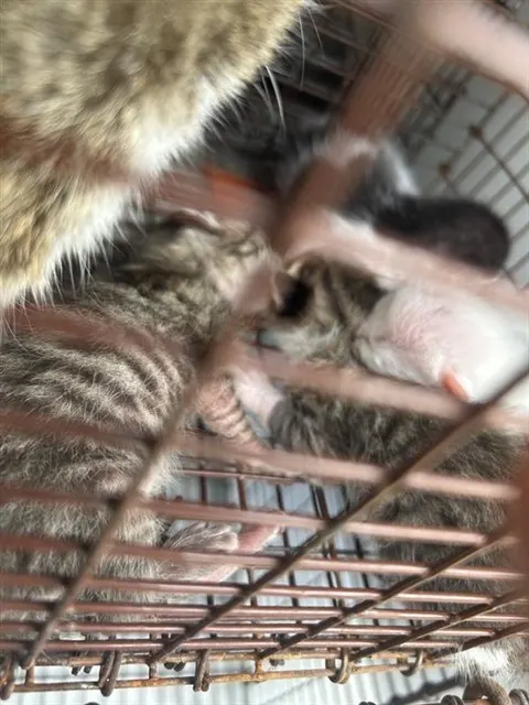 Adoptable Cat
