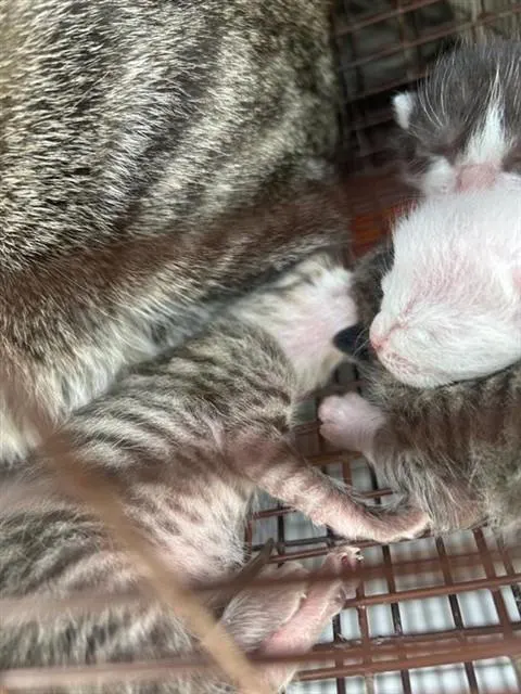 Adoptable Cat