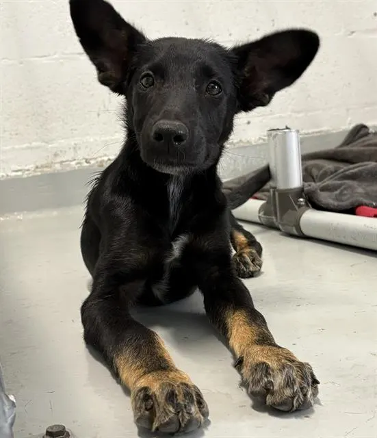 Adoptable Dog