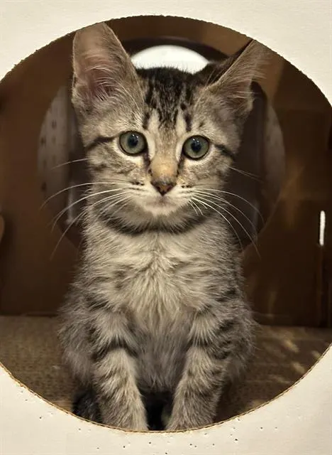 Pixie