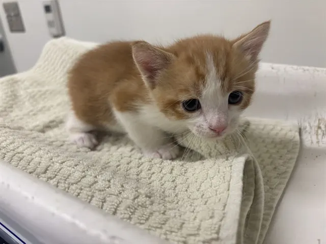 Mittens
