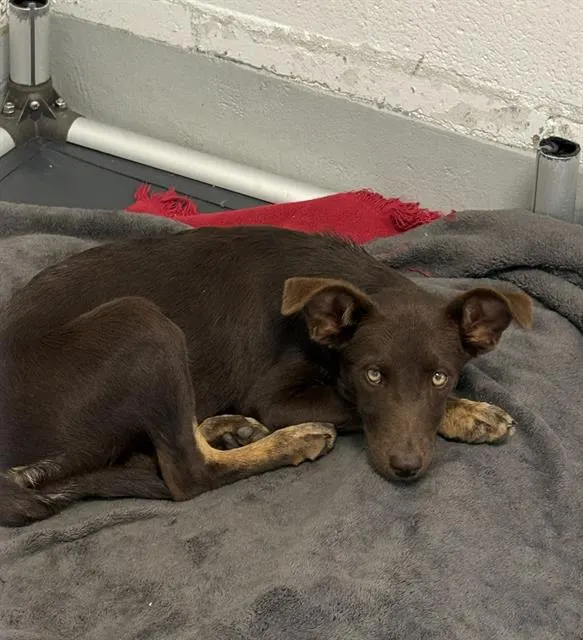 Adoptable Dog