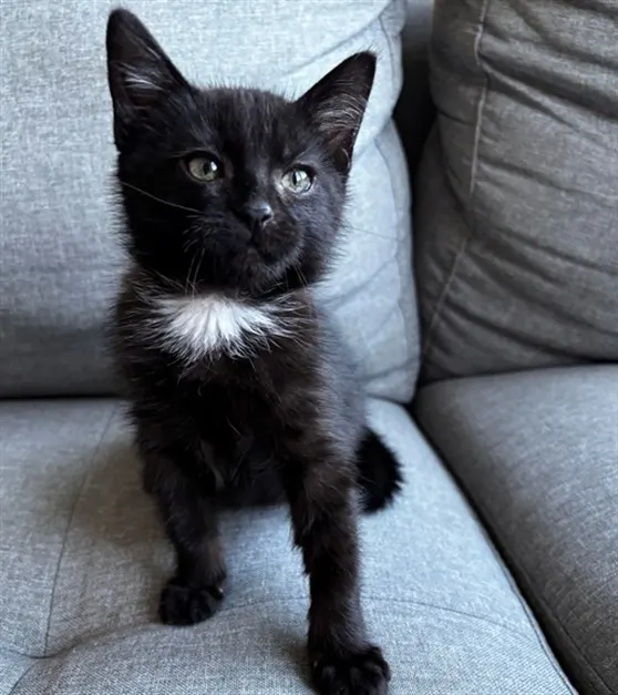 T'Challa