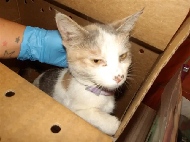 Adoptable Cat