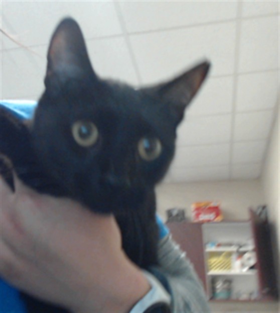 Adoptable Cat