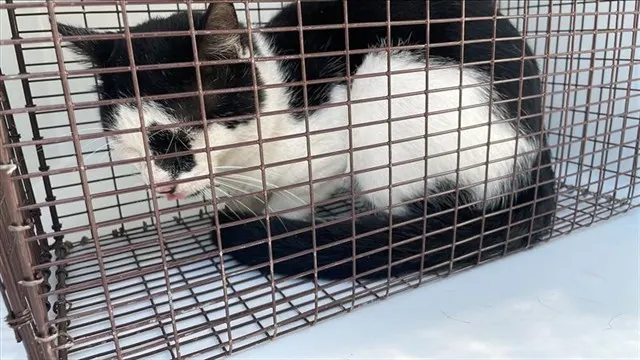 Adoptable Cat