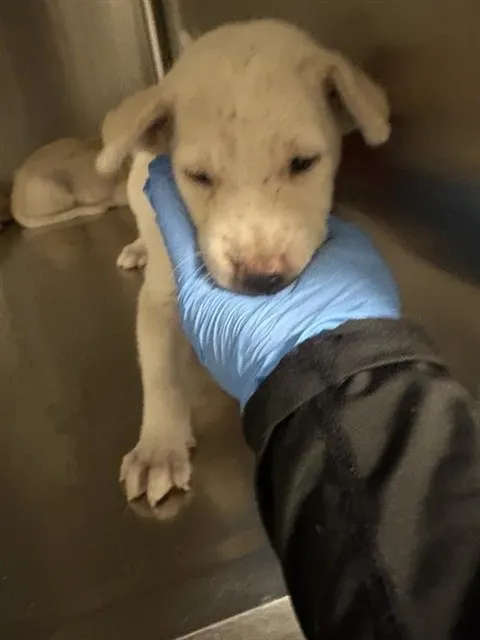 Adoptable Dog