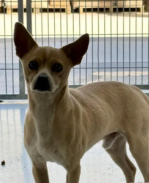 Adoptable Dog