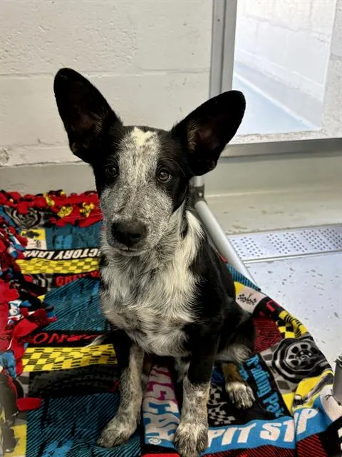 Adoptable Dog