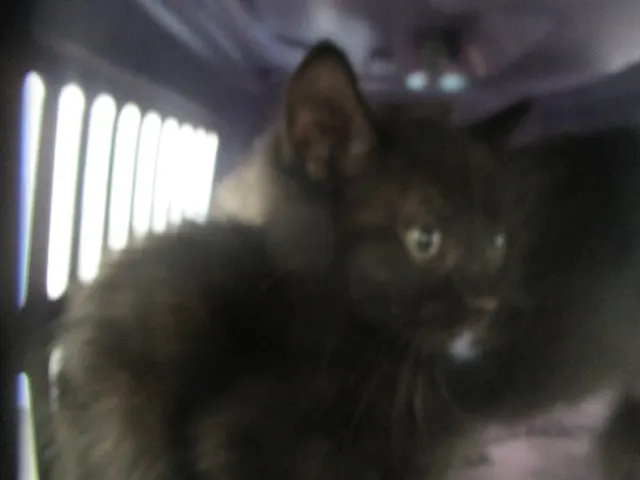 Adoptable Cat