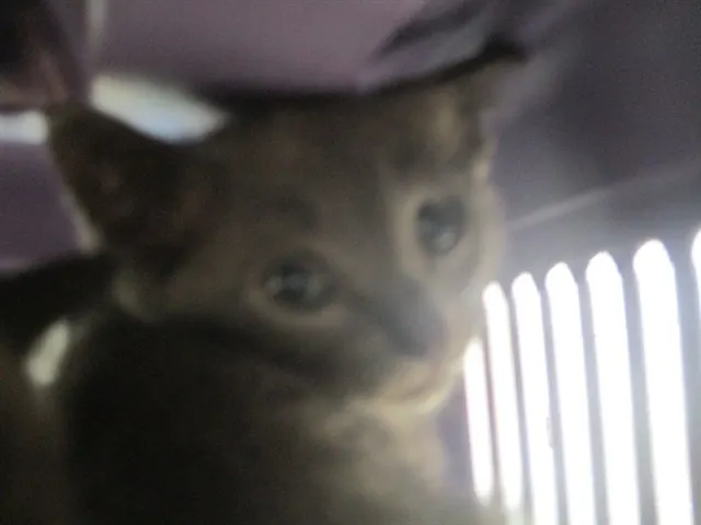 Adoptable Cat