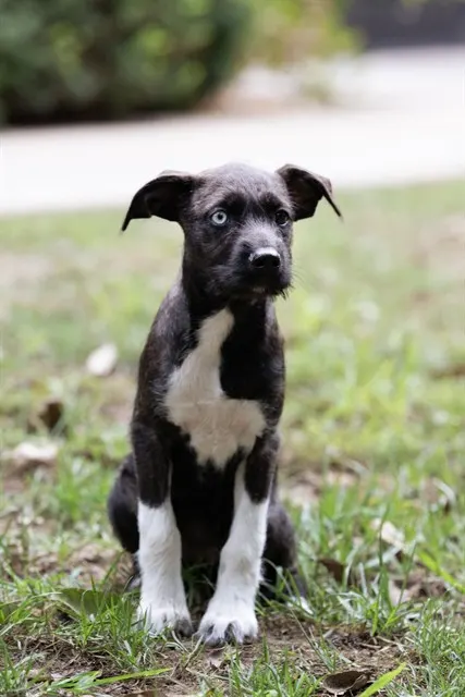 Aggie