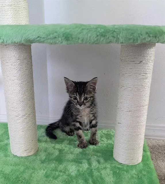 Biscuit