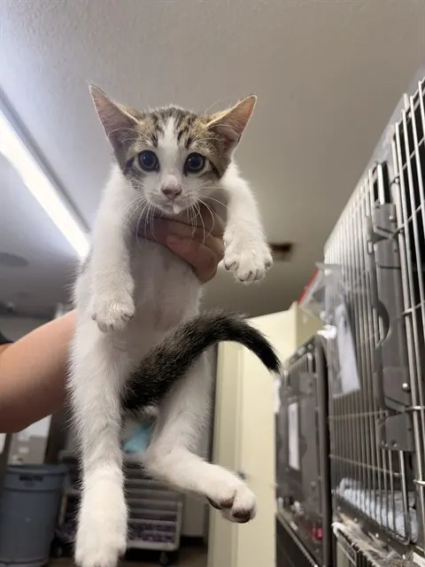 Adoptable Cat