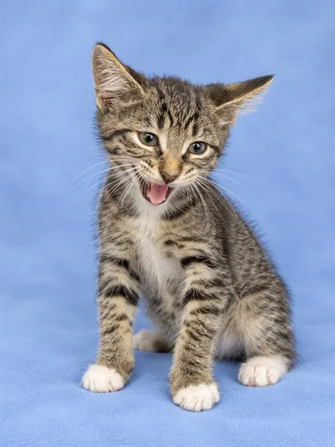 Adoptable Cat