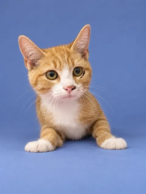 Adoptable Cat