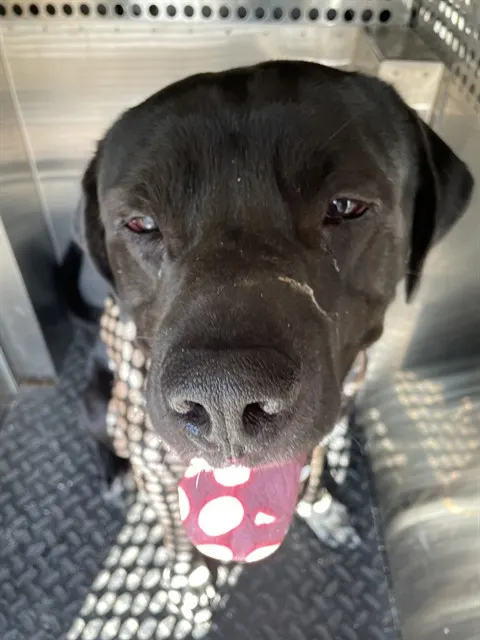Tyson