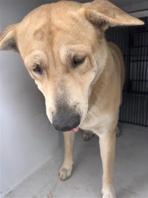 Adoptable Dog