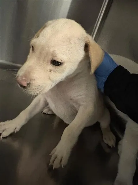 Adoptable Dog