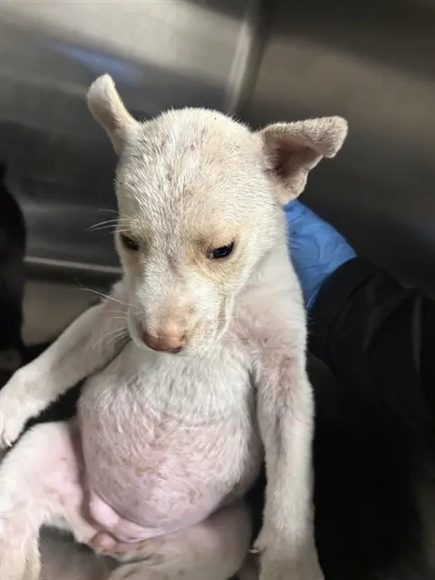 Adoptable Dog