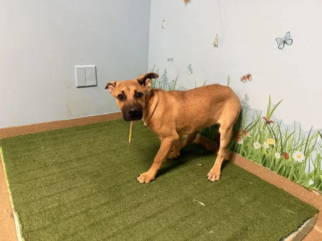 Willow