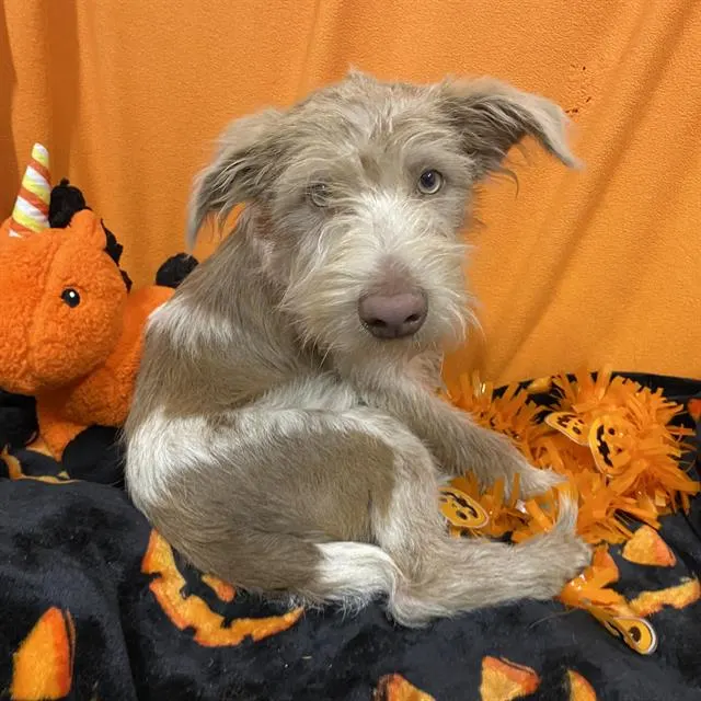 Adoptable Dog