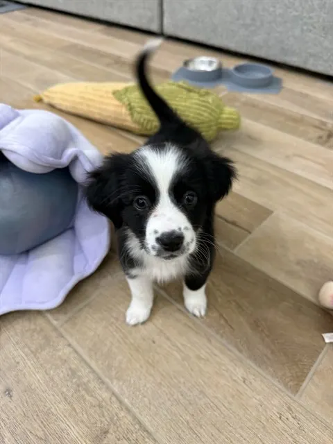 Harley