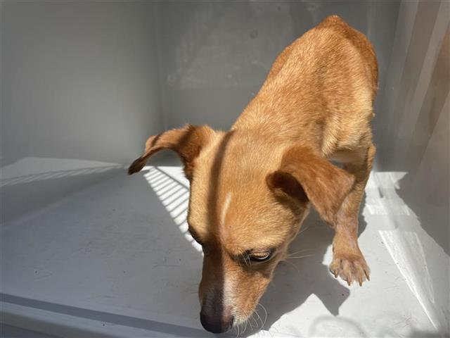 Adoptable Dog