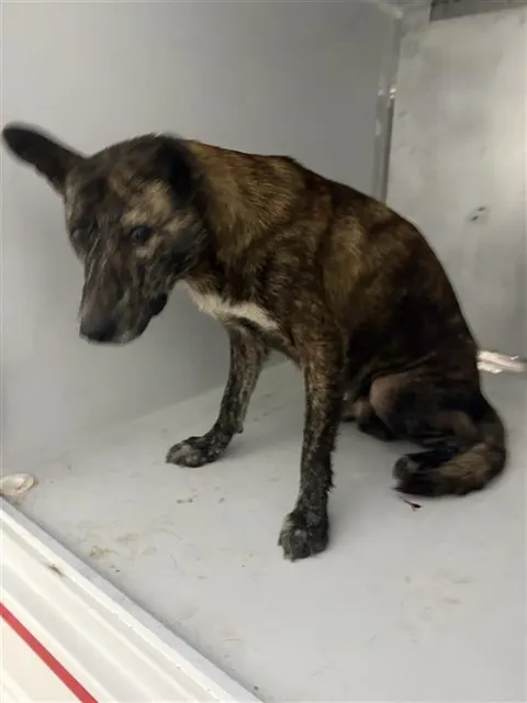 Adoptable Dog