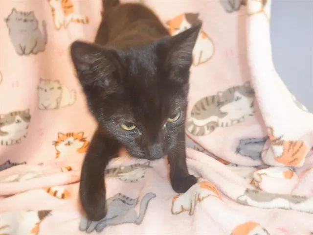 T'Challa