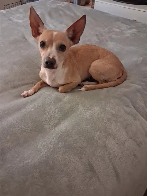 Daisy