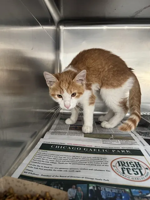 Adoptable Cat